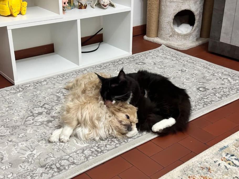 Apartamento Comfortable In A Pet-friendly